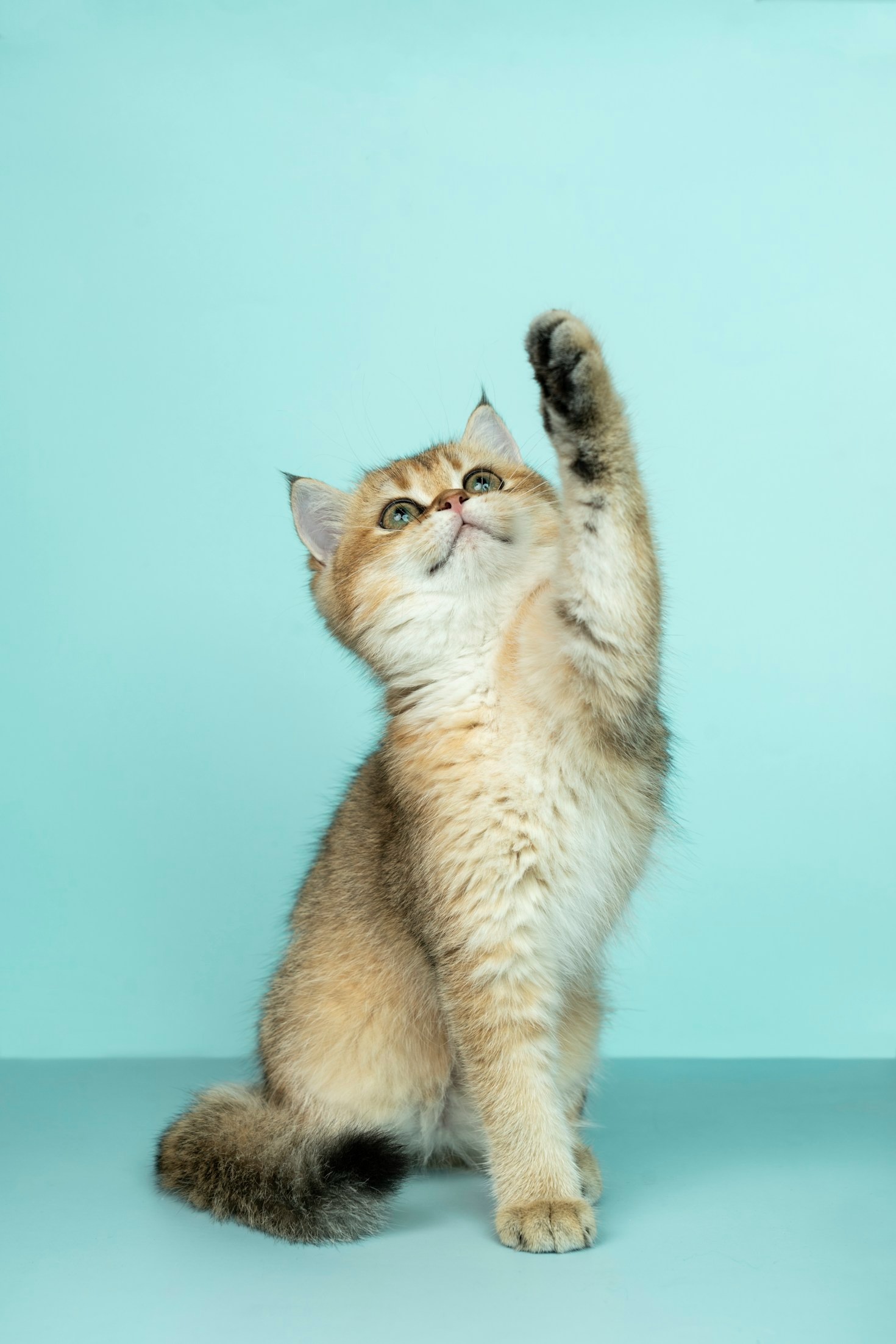 5 consejos para mantener a tu mascota feliz