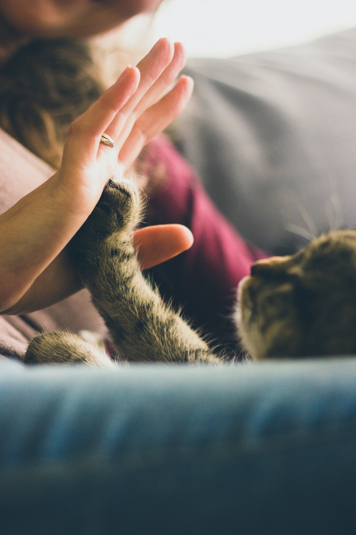 Cómo promover la salud y el bienestar en gatos