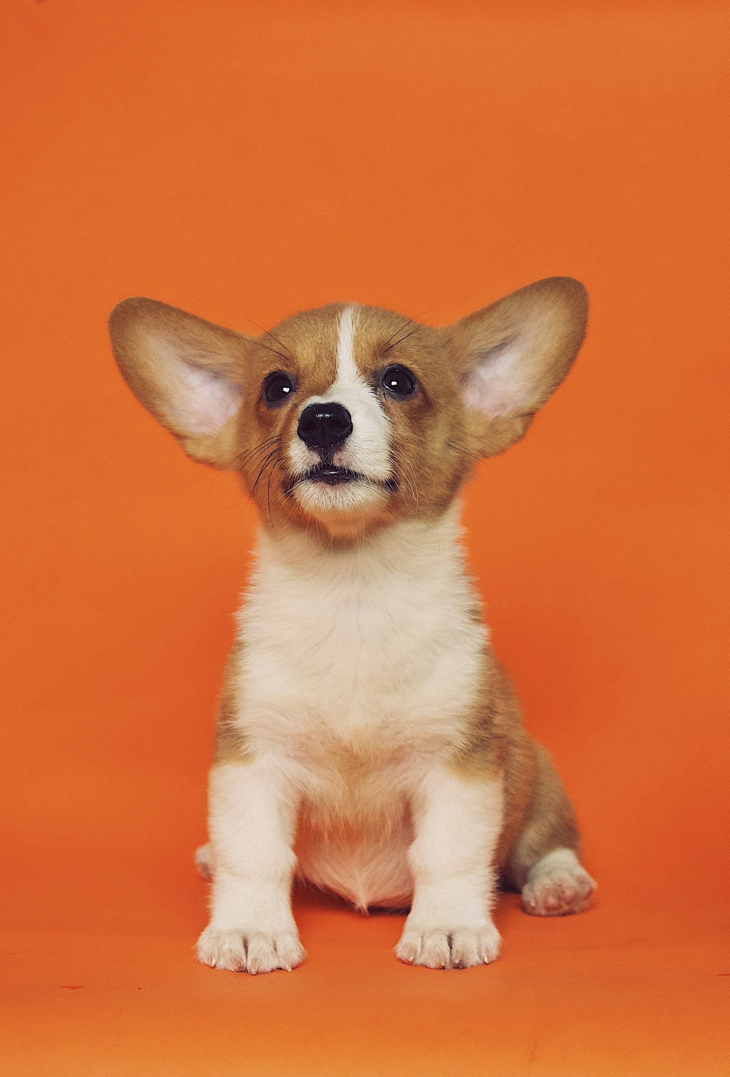 Tips esenciales para una nutrición adecuada en mascotas